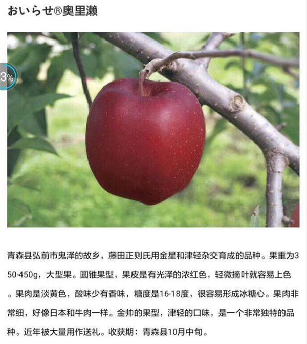 山东红宝石苹果哪里有 山东苹果髙效栽培技术