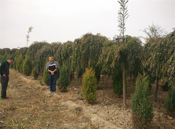 德国友人卡尔·霍普特曼：出资我国机会见证村庄复兴