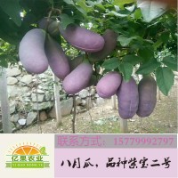 八月瓜苗 八月瓜种植技术 紫色八月瓜 八月瓜炸 八月瓜种子