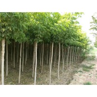 青海复叶槭种植基地 青海复叶槭供应价格
