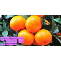 曲靖香橙沃柑苗苗价多少钱