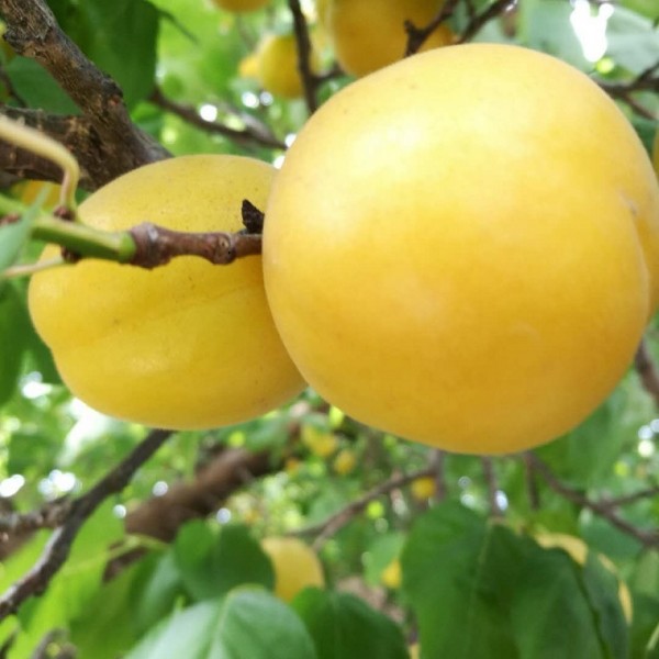 杏树苗_杏树品种那个好吃_杏树苗木种植基地