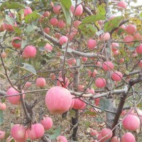 陕西苹果苗苗圃价格 陕西苹果苗种植供应