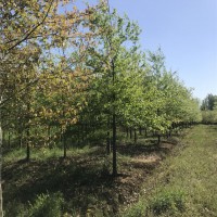 2-30公分娜塔栎，红栎，马褂木价格