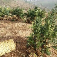 香榧树批发价格 香榧树培育基地