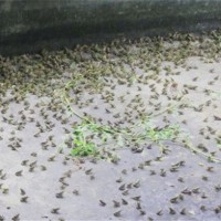 达州黑斑蛙幼蛙苗批发价格 达州黑斑蛙幼蛙苗养殖基地