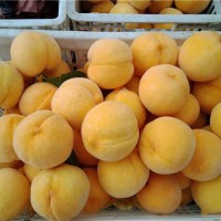 新品种黄桃苗种植基地 新品种黄桃苗批发价格