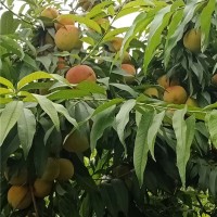 新品种桃树苗种植基地 新品种桃树苗批发价格
