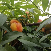 新品种桃树苗批发价格 新品种桃树苗种植基地