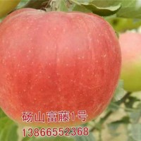 早熟苹果苗种植基地 早熟苹果苗批发价格