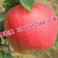 早熟苹果苗批发价格 早熟苹果苗种植基地