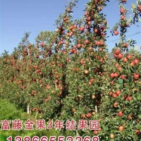 苹果苗批发价格 苹果苗种植基地
