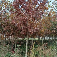 娜塔栎，1-15公分北美枫香价格