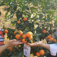汕头鹿寨蜜橙苗价格多少钱？
