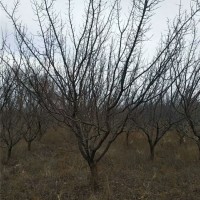 河北山杏树苗供应基地 张家口八棱海棠种子批发价格
