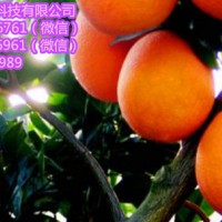 梅州纽荷尔脐橙树苗价格