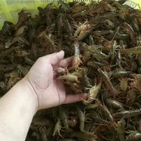 葫芦岛原塘小龙虾种苗繁育基地 葫芦岛原塘小龙虾种苗供应价格