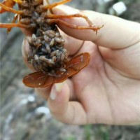 葫芦岛小龙虾种苗繁育基地 葫芦岛小龙虾种苗供应价格