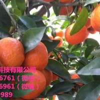 广西检疫柑橘苗价格多少钱