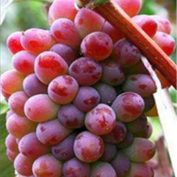 葫芦岛茉莉香葡萄苗种植基地 葫芦岛茉莉香葡萄苗供应价格