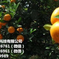 广东哪里可以求购改良茂谷柑苗