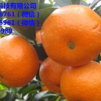 广东哪里有柑橘杯苗供应