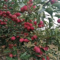山西苹果树苗培育基地 山西苹果树苗批发价格
