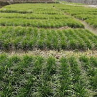 贵州麦冬草苗种植基地 贵州麦冬草苗供应价格