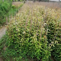 贵州油麻藤苗种植基地 贵州油麻藤苗供应价格