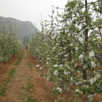 宝鸡苹果树苗批发价格 宝鸡苹果树苗繁育基地