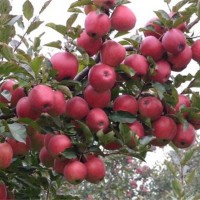 陕西苹果树苗繁育基地 陕西苹果树苗批发价格