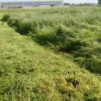 花木草坪防尘绿化养护施工工程