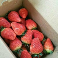 草莓苗基地  草莓苗价格