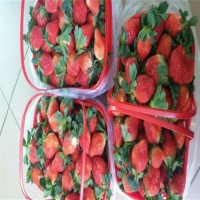 草莓苗 草莓苗价格 批发草莓苗