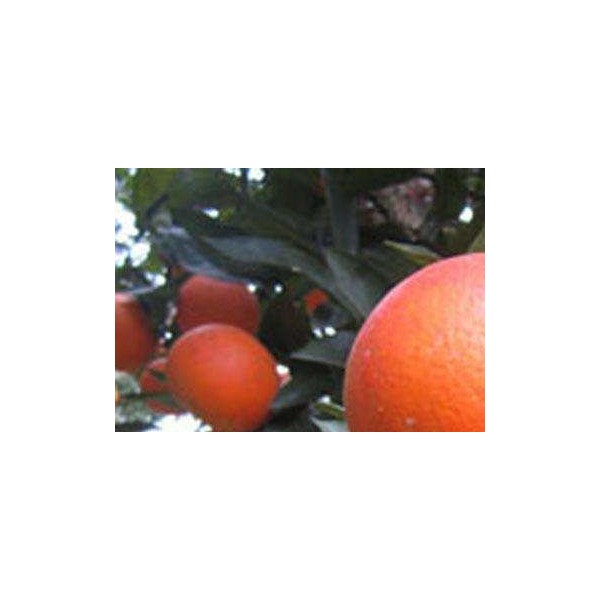 云浮哪个东方红橘苗种植基地比较好