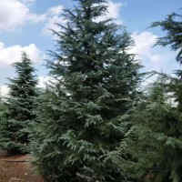 南京绿化工程5米雪松树批发价格,江苏工程雪松苗基地