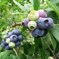 蓝莓结果树批发价格 蓝莓结果树供应基地