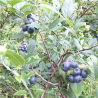 蓝莓结果树供应基地 蓝莓结果树批发价格