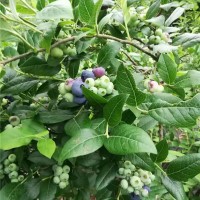 蓝莓苗批发价格 蓝莓苗供应基地
