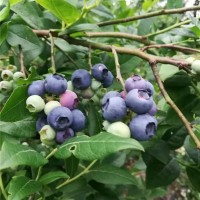 蓝莓苗供应基地 蓝莓苗批发价格