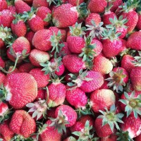 抗寒草莓苗供应基地 抗寒草莓苗批发价格