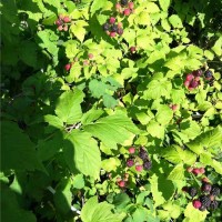 黑树莓苗木批发价格 黑树莓苗木供应基地