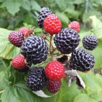 黑树莓苗木供应基地 黑树莓苗木批发价格