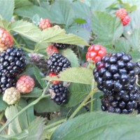 黑莓苗批发价格 黑莓苗供应基地
