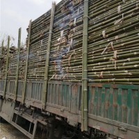 绿化支撑竹杆批发价格 绿化支撑竹杆供应厂家