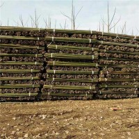 绿化支撑竹杆供应厂家 绿化支撑竹杆批发价格
