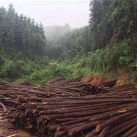 绿化杉木植树杆木批发价格 绿化杉木植树杆木供应厂家