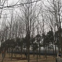 南京马褂木种植基地 南京马褂木批发报价