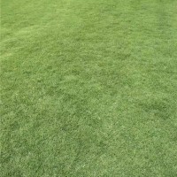 海南足球场草草皮批发采购 海南足球场草草皮种植基地