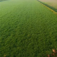 海南台湾草草皮批发采购 海南台湾草草皮种植基地